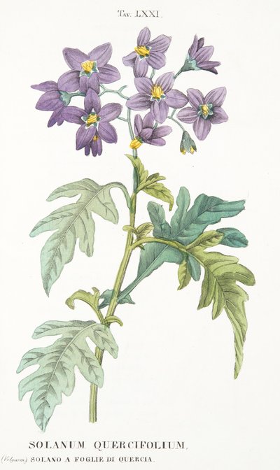 Solanum Quercifolium, Plate LXXI, from L